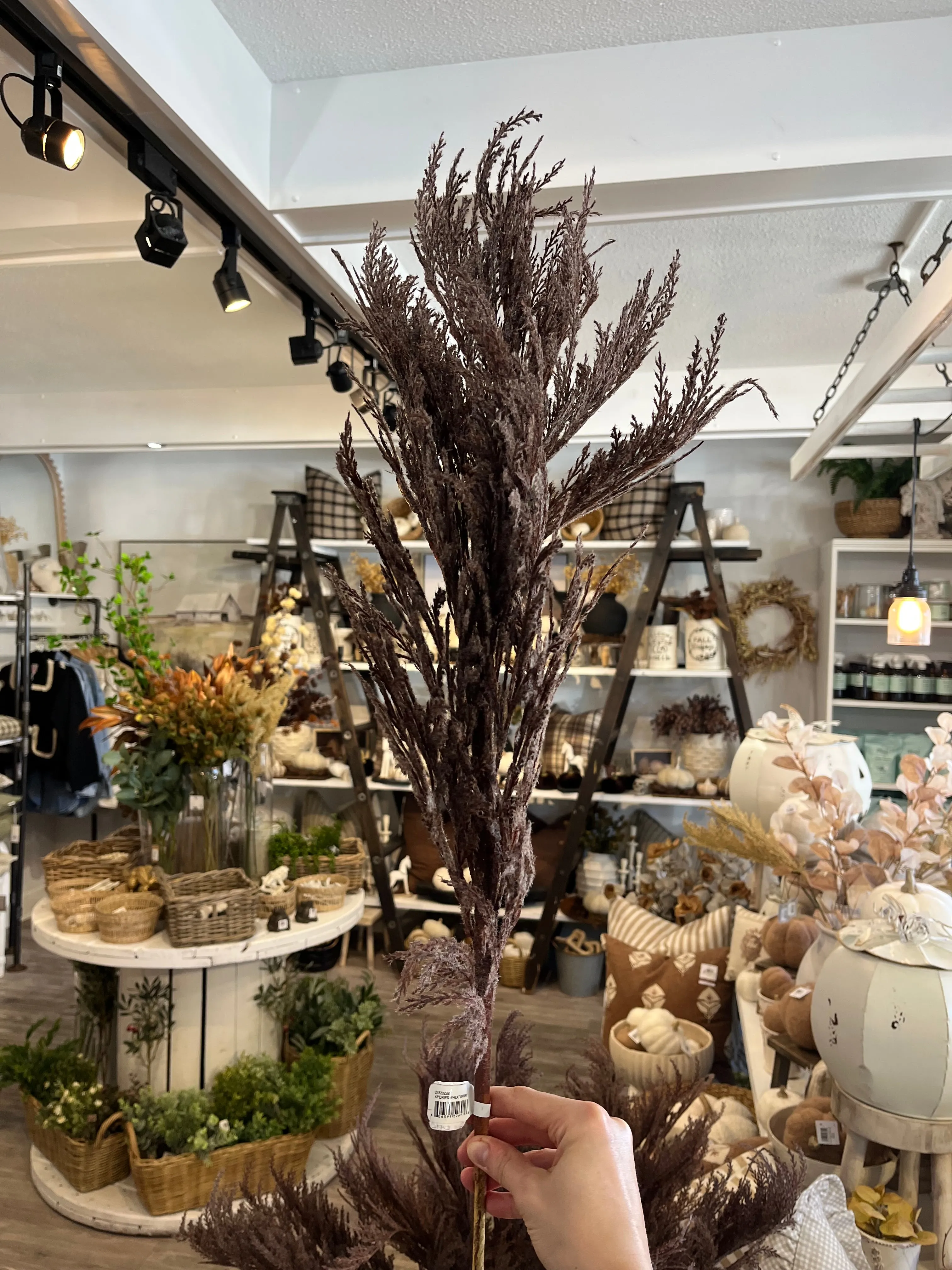 Brown Pampas Spray